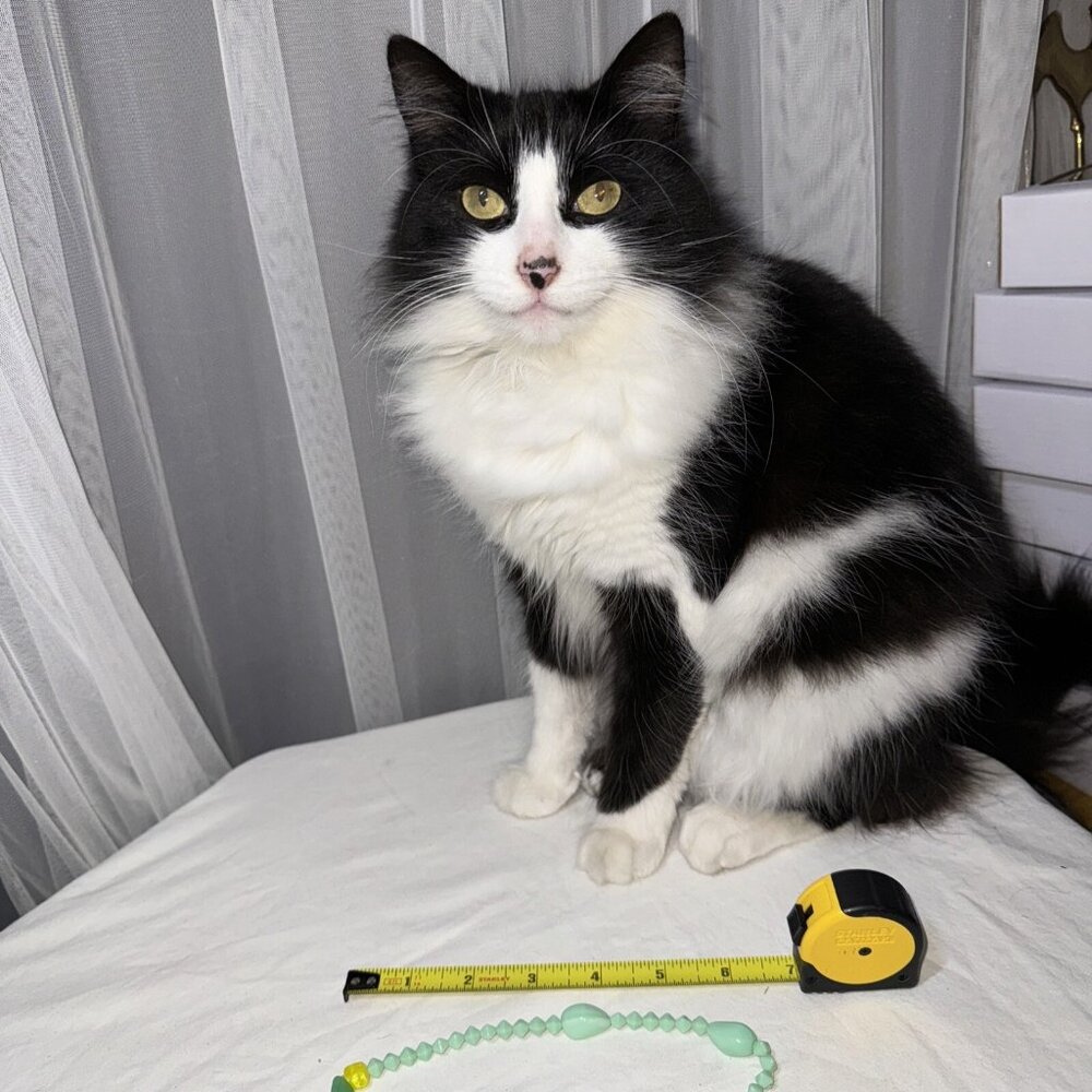 Uranium Glass Jadeite Necklace Vintage Cat Approved - Picture 8 of 14